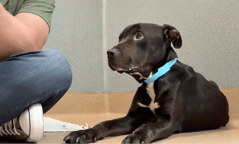 This Emaciated Dog Was Too Weak to Stand—Until a Stranger Gave Him a Name